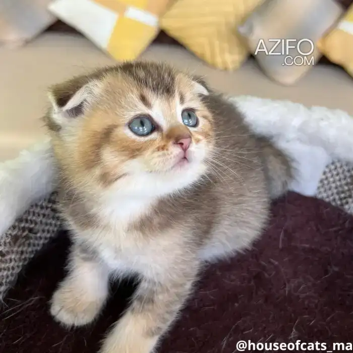 Scottish fold et straight in Casablanca, MOROCCO | Azifo