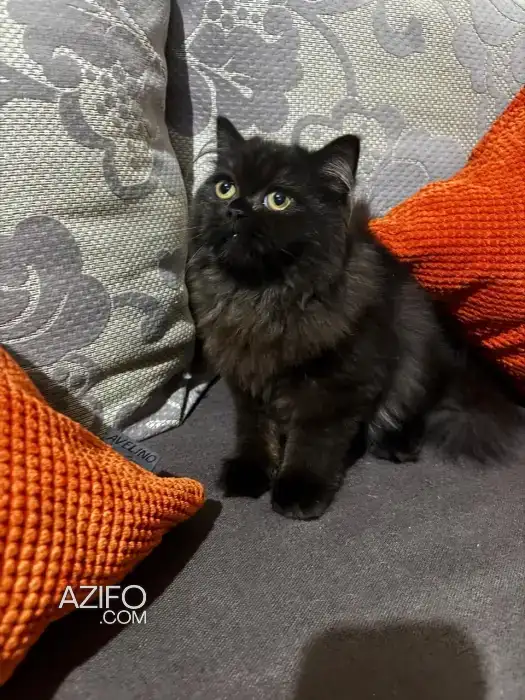 Chat persan in Kénitra, MOROCCO | Azifo