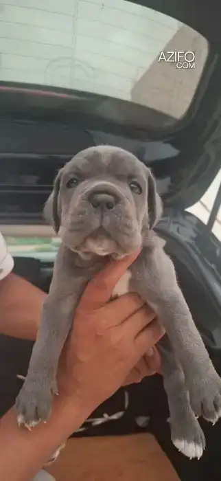 Chiot Cane Corso in Casablanca, MOROCCO | Azifo