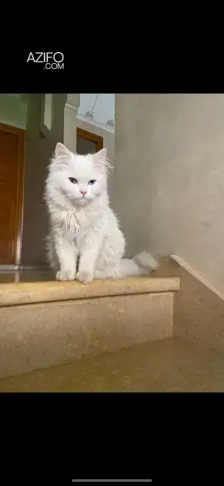 Angora turc in Marrakech, MOROCCO | Azifo
