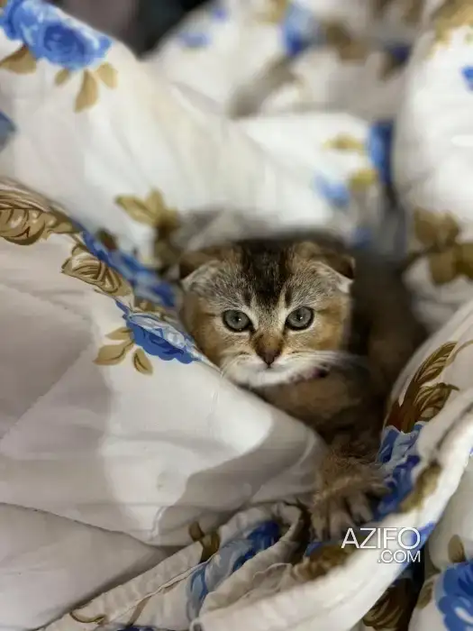Scottish fold in Casablanca, MOROCCO | Azifo