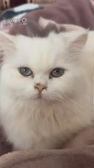 Cat Persian male in Casablanca, MOROCCO | Azifo