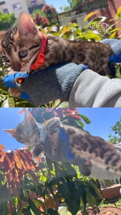 Des adorables chatons bangal in Kénitra, MOROCCO | Azifo