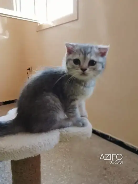 Chaton femelle in الرباط, MOROCCO | Azifo
