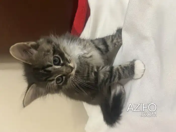 Chat sibérien in Casablanca, MOROCCO | Azifo