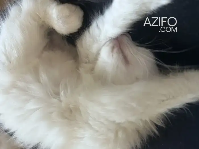 Turkish van chatte in Casablanca, MOROCCO | Azifo