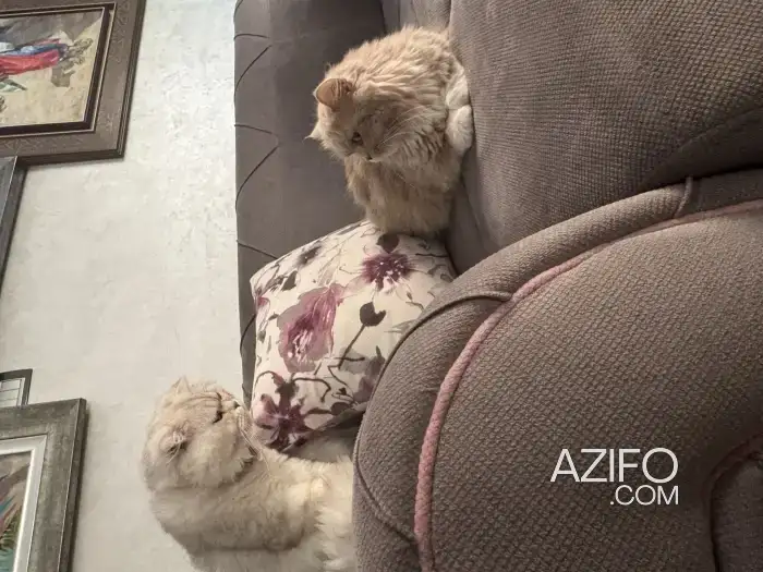 Scottish fold silver in Rabat, MOROCCO | Azifo