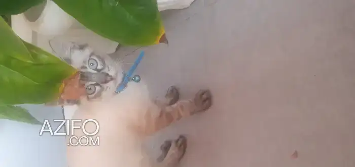 Chaton siamois in Rabat, MOROCCO | Azifo