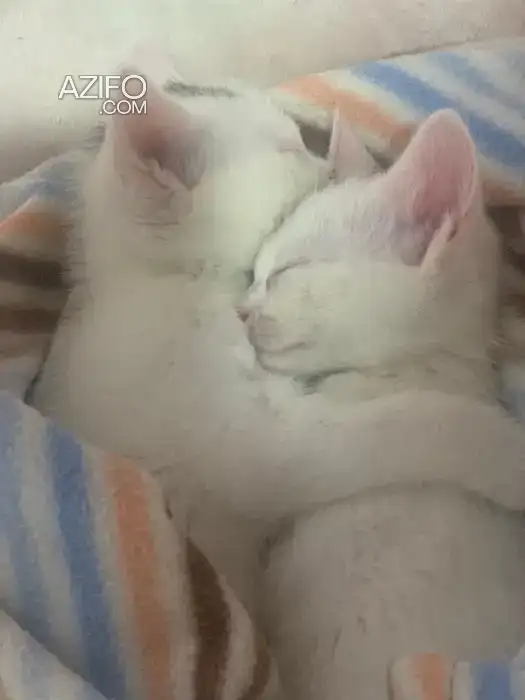 Adoption deux chatons in Casablanca, MOROCCO | Azifo
