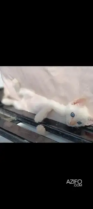 Chatons prêt a être adopter in Casablanca, MOROCCO | Azifo