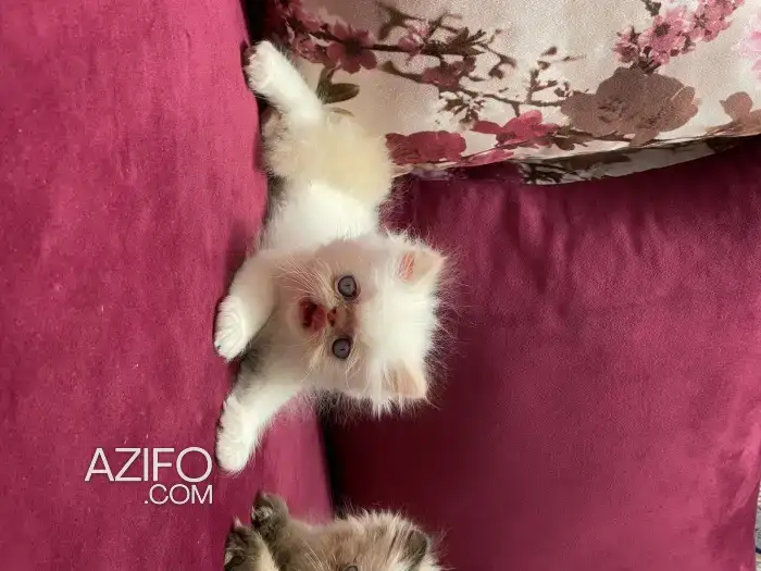 Chaton persan in Marrakech, MOROCCO | Azifo