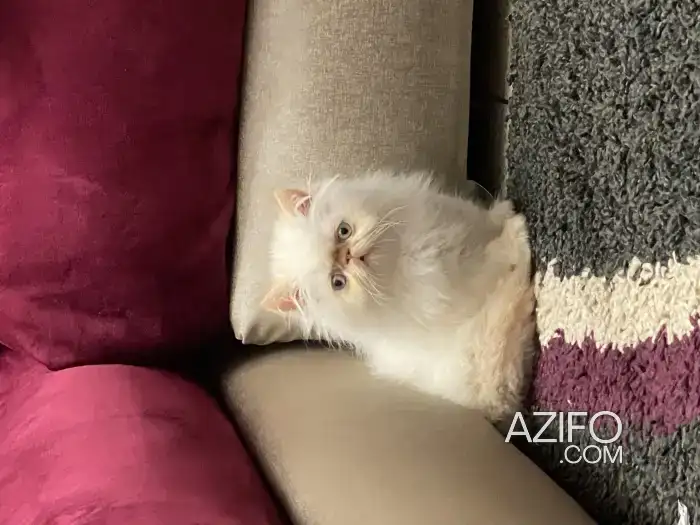 Chat persan in Marrakech, MOROCCO | Azifo