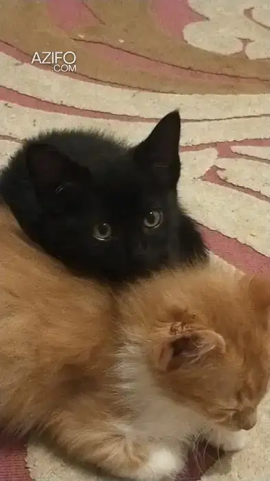 Chatons a adopter in Meknès, MOROCCO | Azifo