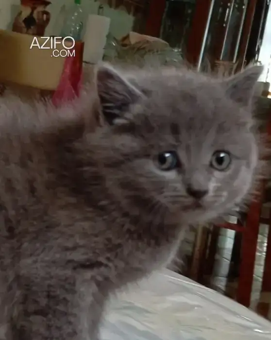 Chat british in Larache, MOROCCO | Azifo
