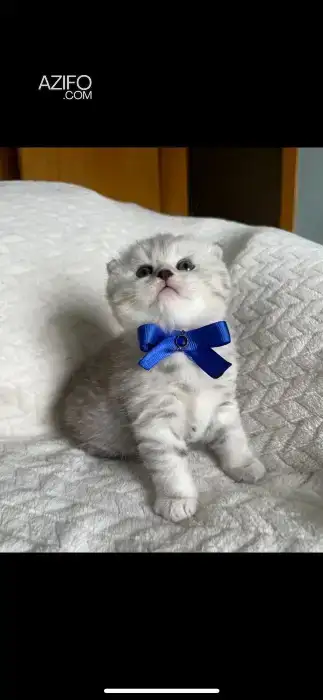 Scottish fold et British shorthair in Rabat, MOROCCO | Azifo