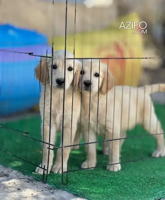 Chien Golden Retriever in Casablanca, MOROCCO | Azifo