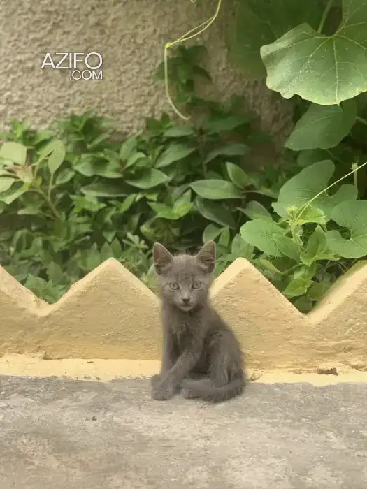Chat pour adoption in Tanger-Assilah, MOROCCO | Azifo