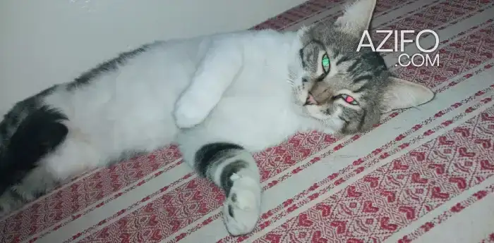 Chats parents à adopter in Meknès, MOROCCO | Azifo