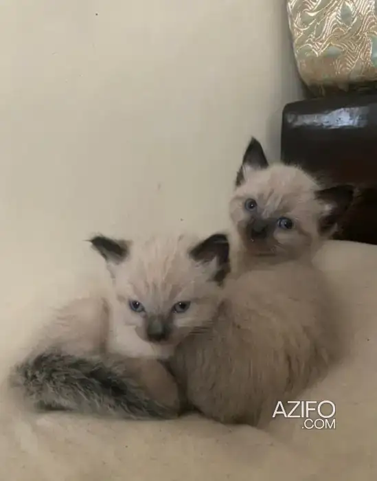 DES CHATS SIAMOIS HIMALLYEN PURE RACE in الدار البيضاء, MOROCCO | Azifo