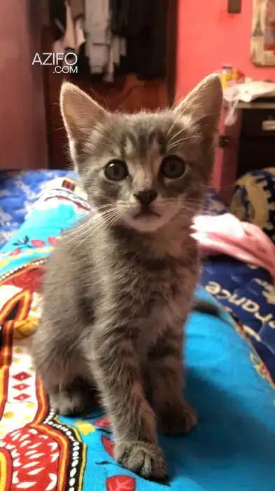 Chaton a adopter in أكادير, MOROCCO | Azifo