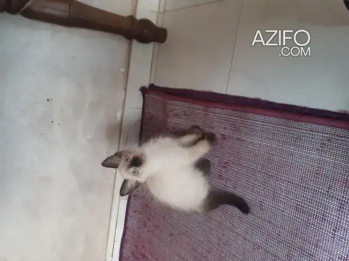 Chat siamo race pur poil long in Casablanca, MOROCCO | Azifo