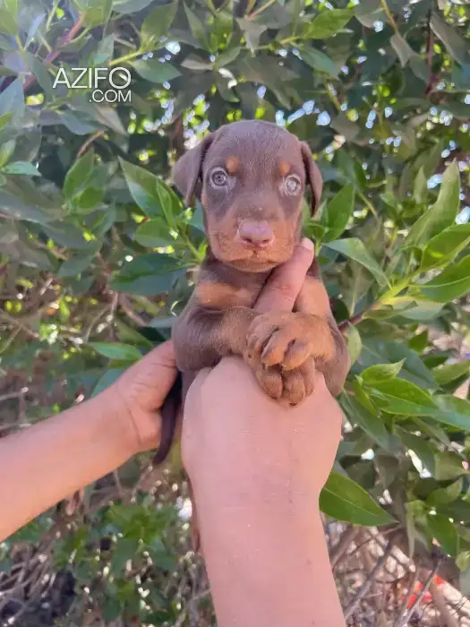 Chiot Dobermann in Casablanca, MOROCCO | Azifo