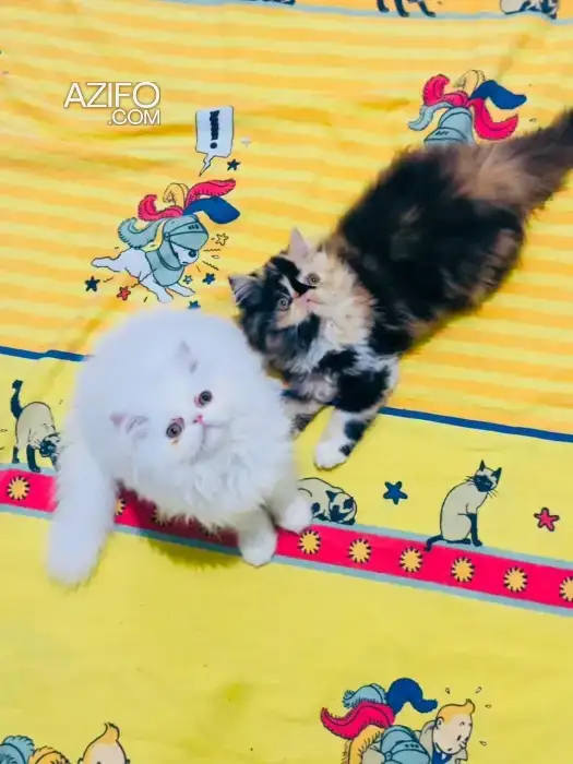 Chat perssan in Casablanca, MOROCCO | Azifo