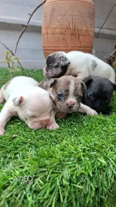 Chiot Bulldog Français in Casablanca, MOROCCO | Azifo