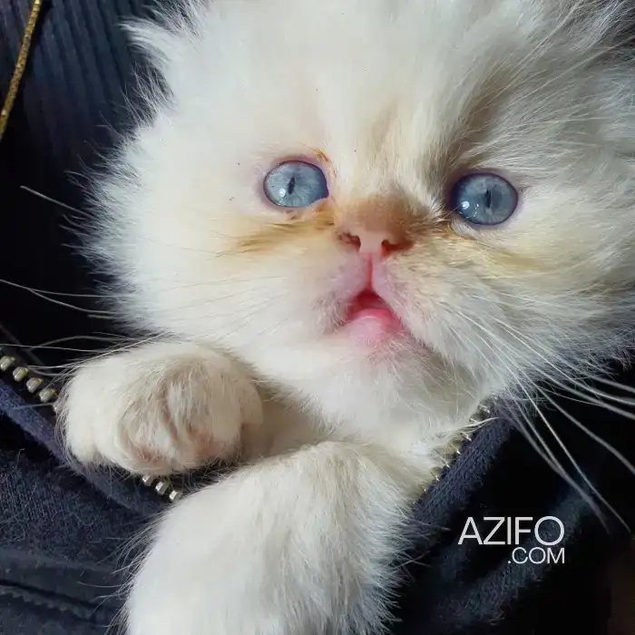Chattons Persans Imalayens tout mignons in الدار البيضاء, MOROCCO | Azifo