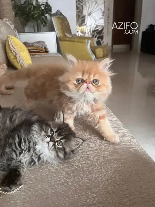 Chatton persan in الدار البيضاء, MOROCCO | Azifo