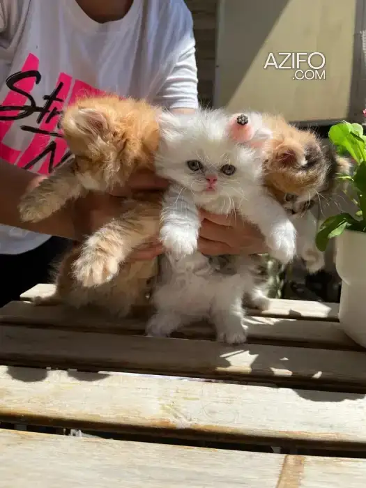 Chat persan in الدار البيضاء, MOROCCO | Azifo