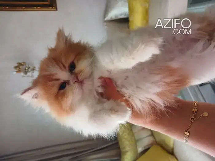 Chat persan in الدار البيضاء, MOROCCO | Azifo