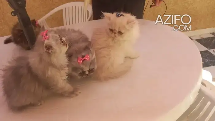 Chat persan in الدار البيضاء, MOROCCO | Azifo