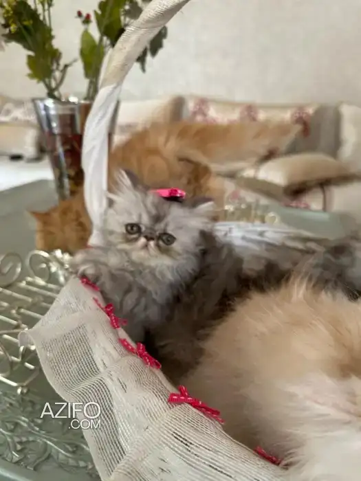 Chat persan in الدار البيضاء, MOROCCO | Azifo