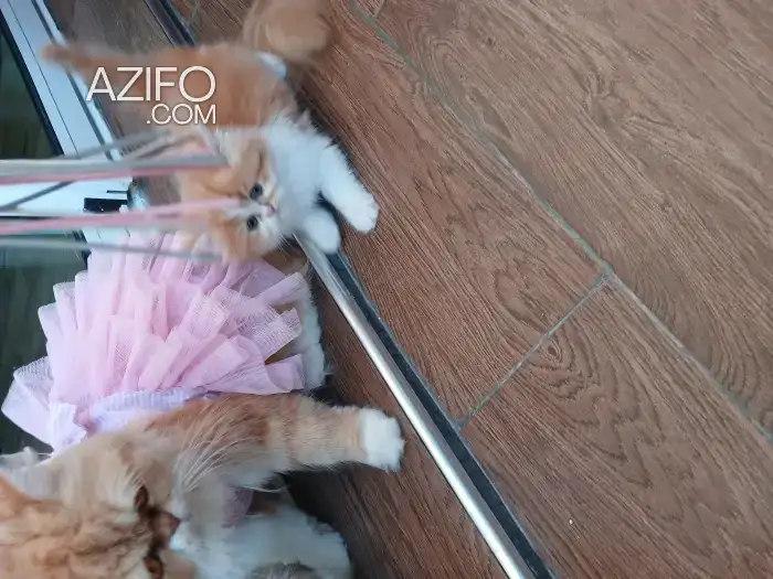 Chat persan in الدار البيضاء, MOROCCO | Azifo