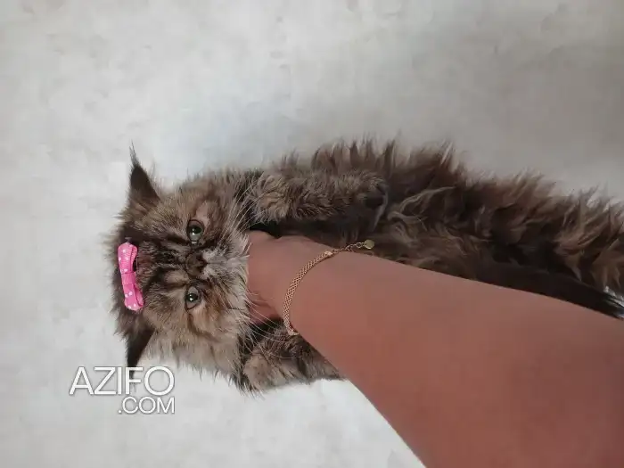 Chat persan in الدار البيضاء, MOROCCO | Azifo