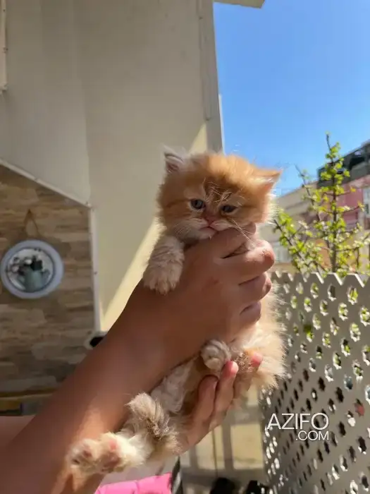 Chat persan in الدار البيضاء, MOROCCO | Azifo