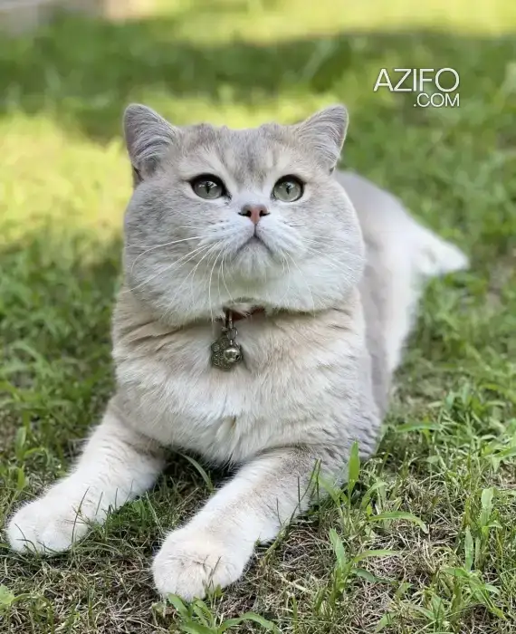 Chat British shorthair in طنجة - أصيلة, MOROCCO | Azifo