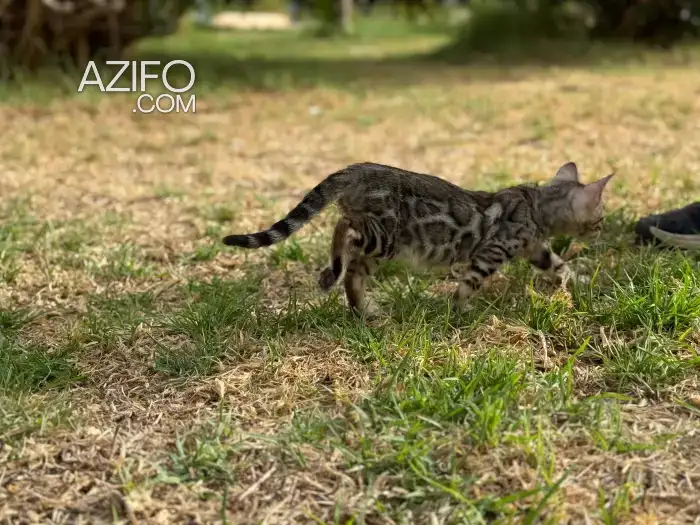 Chatons bengals in فاس, MOROCCO | Azifo