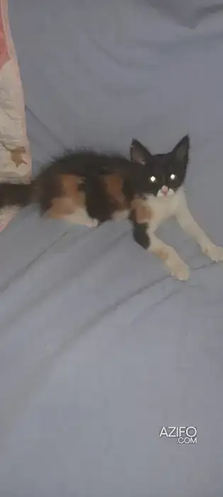 Chaton in مراكش, MOROCCO | Azifo