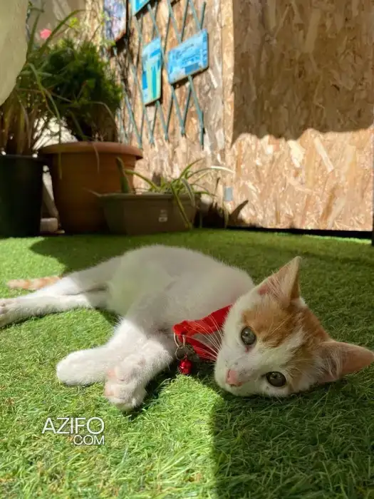 Chaton de 12 semaines in الدار البيضاء, MOROCCO | Azifo