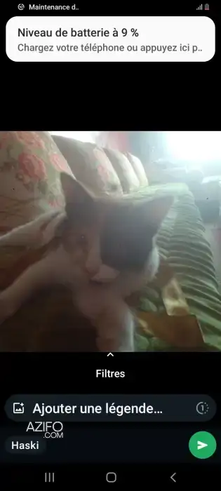 Chatte adoption in الدار البيضاء, MOROCCO | Azifo
