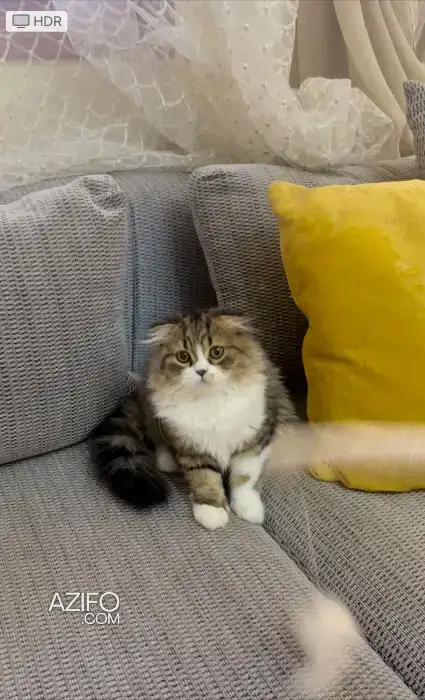 Chaton Scottish fold in الدار البيضاء, MOROCCO | Azifo