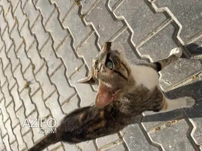 Adopter s’il vous plaît cette chate affectueuse magnifique et tres gentille in طنجة - أصيلة, MOROCCO | Azifo