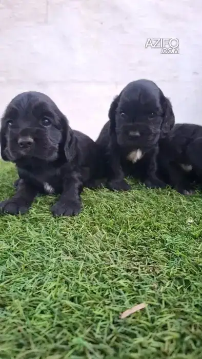 Portée de Chiots Cocker Anglais in Casablanca, MOROCCO | Azifo