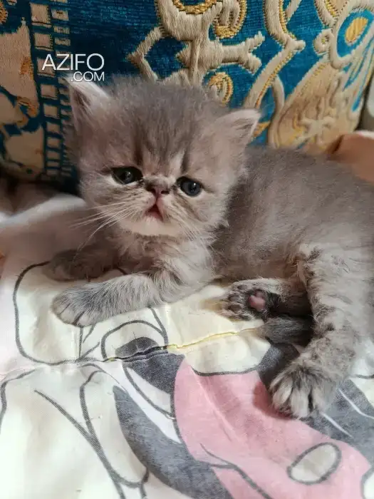 Chaton persan race pur in Casablanca, MOROCCO | Azifo