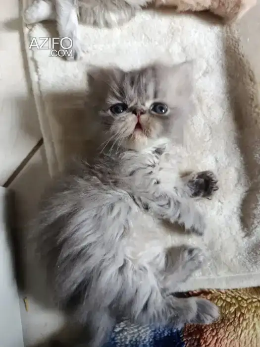 Chaton persan race pur in Casablanca, MOROCCO | Azifo