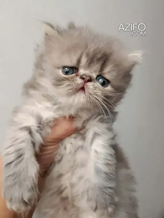 Chaton persan race pur in Casablanca, MOROCCO | Azifo