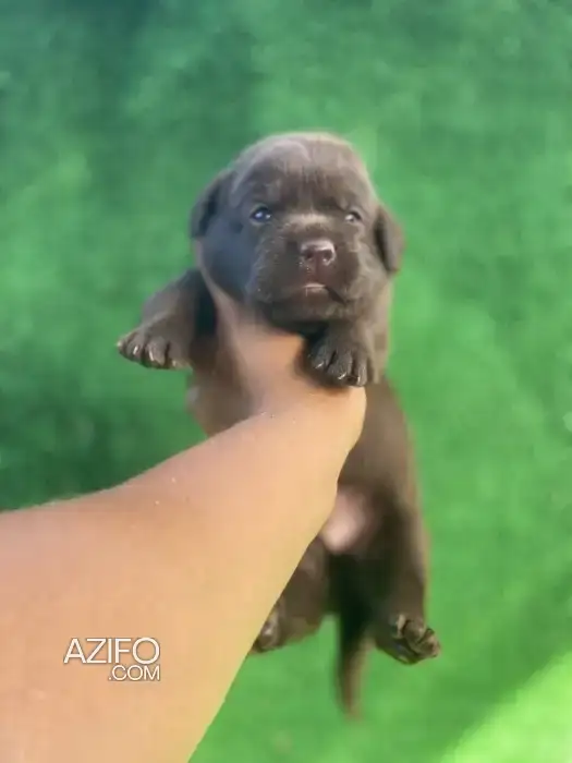 Chien Labrador Retriever Chocolat in Casablanca, MOROCCO | Azifo