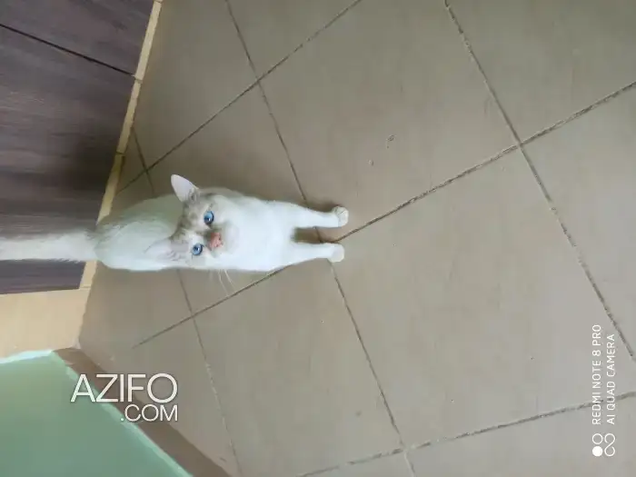 Adoption in الرباط, MOROCCO | Azifo